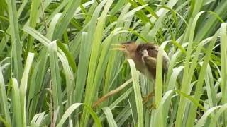 Least Bittern calling [upl. by Amata]