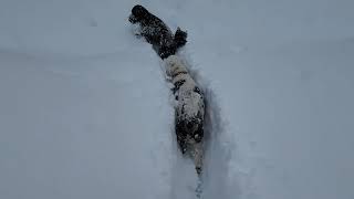 Dogs Trek Through RecordBreaking Snow in Anchorage [upl. by Horace]