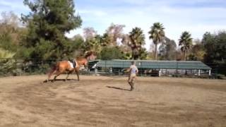 Starting canter on the lunge [upl. by Aurthur]