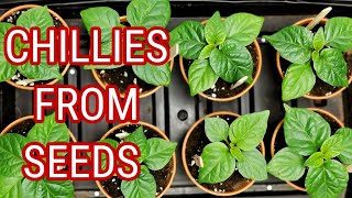 Time To sow Your chilli Seeds  How To Plant Chillies At Home [upl. by Lynnell]