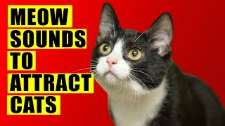 Meows to ATTRACT Cats Meow Sounds to Attract Cats Cats Meowing Sound Effects Kitten Sounds [upl. by Ailero]