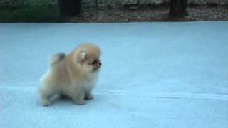 AKC Pomeranian Puppy  Benjamin at 8 weeks old [upl. by Rieth]