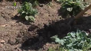 Comment planter des choux dans votre potager   Truffaut [upl. by Nageek]