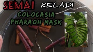 Cara semai COLOCASIA PHARAOH MASK [upl. by Farny]