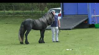 Fell Pony Show galloped a head over the weekend [upl. by Rochette]