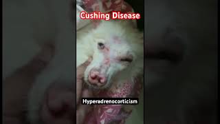 Cushing Disease in Spitz Dog [upl. by Syst]