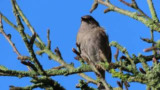 Singing Dunnock [upl. by Novanod]