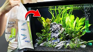 NEW Fish For 10 Gallon Planted Aquarium Community Tank [upl. by Rehportsirhc458]