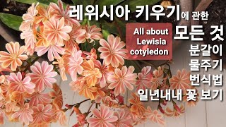 레위시아 키우기에 관한 모든 것 All about Lewisia Cotyledonsubtitles [upl. by Franklyn]