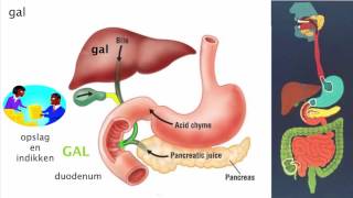 Spijsvertering 2 De functie van de organen [upl. by Zurn]