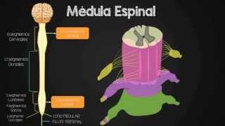 Medula Espinal Vias Aferentes ou ascendentes sensibilidade  Sistema Nervoso  VideoAula 092 [upl. by Lebisor]