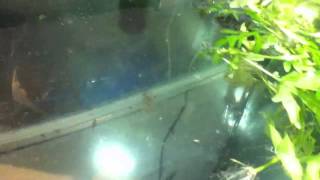 How to Breed Angelfish  How to Hatch the Eggs [upl. by Norud]