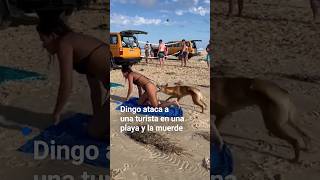 El momento en que un dingo ataca una turista en una playa y la muerde No es el único caso [upl. by Ziagos]