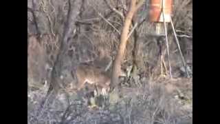 Doe kill with Rem 7mmMagin ThrockmortonTx2014 [upl. by Mather]