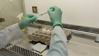 Cultivation of Viruses in Chicken Embryonated Egg CEE [upl. by Abihsot740]