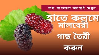 গাছ পাগলেরা অবশ্যই দেখুন  হাতে কলমে মালবেরী গাছ তৈরী করুন Mulberry plant care [upl. by Van]