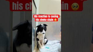 Watch how he reacts to his collar 🥺 please help me spread the word he needs a home🙏 bordercollie [upl. by Aneela]