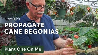 PROPAGATE A CANE BEGONIA Like a PRO— Ep 291 [upl. by Ordnajela]