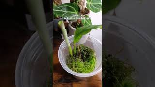 Calathea orbifolia rescue 🛟 calathea plantrescue orbifolia plants houseplants moss plantlover [upl. by Esli818]