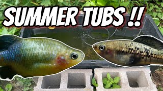 Whats Happening with My Summer Tubs [upl. by Saenihp]