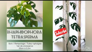 MONSTERA MINIMA 35 m ou RHAPHIDOPHORA TETRASPERMA  soins rempotage amp tuteur sphaigne [upl. by Sylvanus]