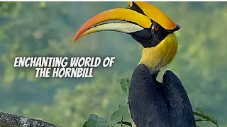 Hornbill Facts  Helmeted Hornbill  Hornbill [upl. by Malkin]