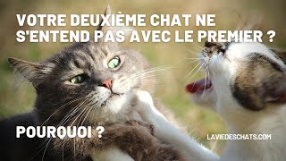 Pourquoi vos deux chats ne saiment pas  Top 5 [upl. by Mozelle]