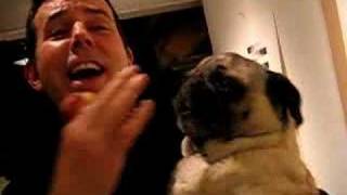 BEST PUG HOWL EVER penny the pug sings quottake me out to the ballgamequot please subscribe [upl. by Ardnoek]