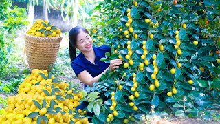 How To Harvest Oleaster Goes To Market Sell  Gardening And Cooking  Lý Tiểu Vân [upl. by Buhler]