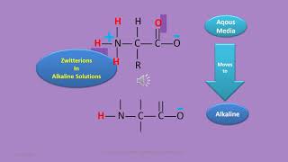 Amphoteric properties of Proteins and amino acids [upl. by Naimad]