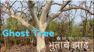 GhostTreeSterculia urens 👻 भुत्याचे झाड🧐wildlifeworldrammundhe2020 [upl. by Hcirteid]