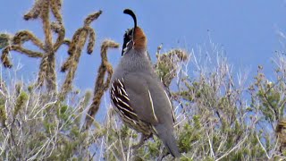 Male Gambels Quail Bird Call [upl. by Barbuto]