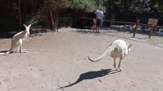 Caversham Wildlife Park Animals  Part 2 [upl. by Nalyad976]