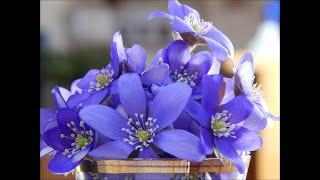 ŽIBUTĖS LT  VIOLETS  The first flowers of spring in LITHUANIA STARt [upl. by Teilo]