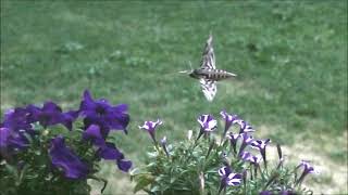 Convolvulus Hawk Moth in Franzensfeste [upl. by Okiam]