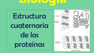 Estructura cuaternaria de las proteínas [upl. by Cartwell]