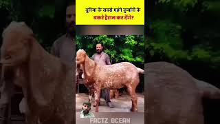 Dunya ka sab sa wazni bakra Punjab ma pala Gaya dakh KR Harahan rah gayaviralbakrabakraeid2k24 yt [upl. by Hoj]