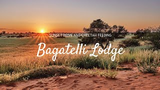 Bagatelle Kalahari Game Ranch  Sonnenuntergangsfahrt und Geparden Fütterung [upl. by Eseryt]