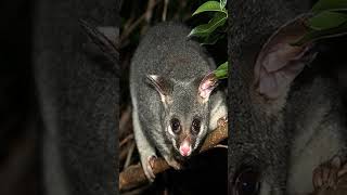 Australian Possum Sounds Terrifying animals facts wildlife [upl. by Adamok]