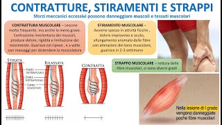 CONTRATTUTRE STIRAMENTI E STRAPPI MUSCOLARI [upl. by Yllet]