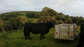 Moving the cows and starting on the ragwort [upl. by Guthry]