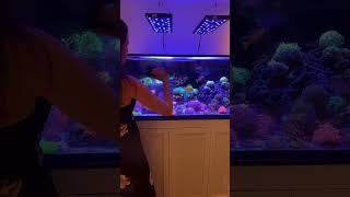 Cleaning my glass after 11 days reef reeftank fish aquarium saltwateraquarium coral reefgirl [upl. by Elissa]