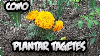 Como Y Porque Plantar Tagetes Combatir Nematodos En El Huerto  La Huertina De Toni [upl. by Smitty674]