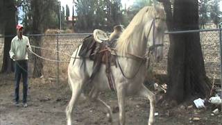 caballos albinos bailadores [upl. by Nimocks]