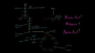 Amino Acid and Nucleic Acid Metabolism EVERYTHING YOU NEED TO KNOW BIOCHEMISTRY MCAT [upl. by Olly]