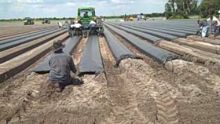 Plastic Laying at Wish Farms to Prepare for Strawberry Planting [upl. by Trish]