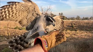 Part 5 Giselle Falconry Goshawk First Week back to Hunting [upl. by Riti902]