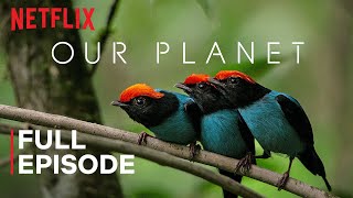 Our Planet  One Planet  FULL EPISODE  Netflix [upl. by Nahsed]