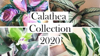 Calathea Collection 2020 Update [upl. by Llezniuq]