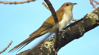 Blackbilled Cuckoo [upl. by Mera]